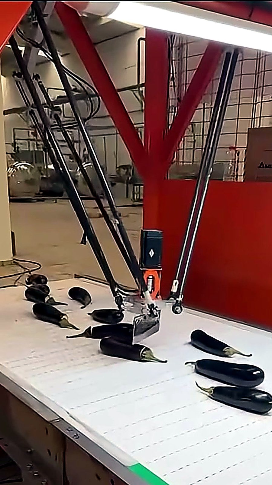 DOKTEK automatic eggplant stem cutting machine demonstration video