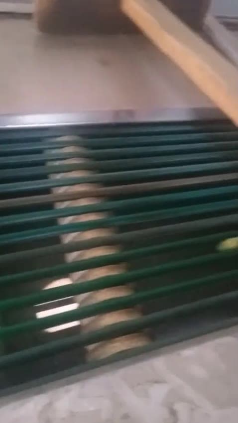 DOKTEK okra stem-cutting station running on the pilot line